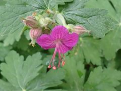 Geranium sylvaticum