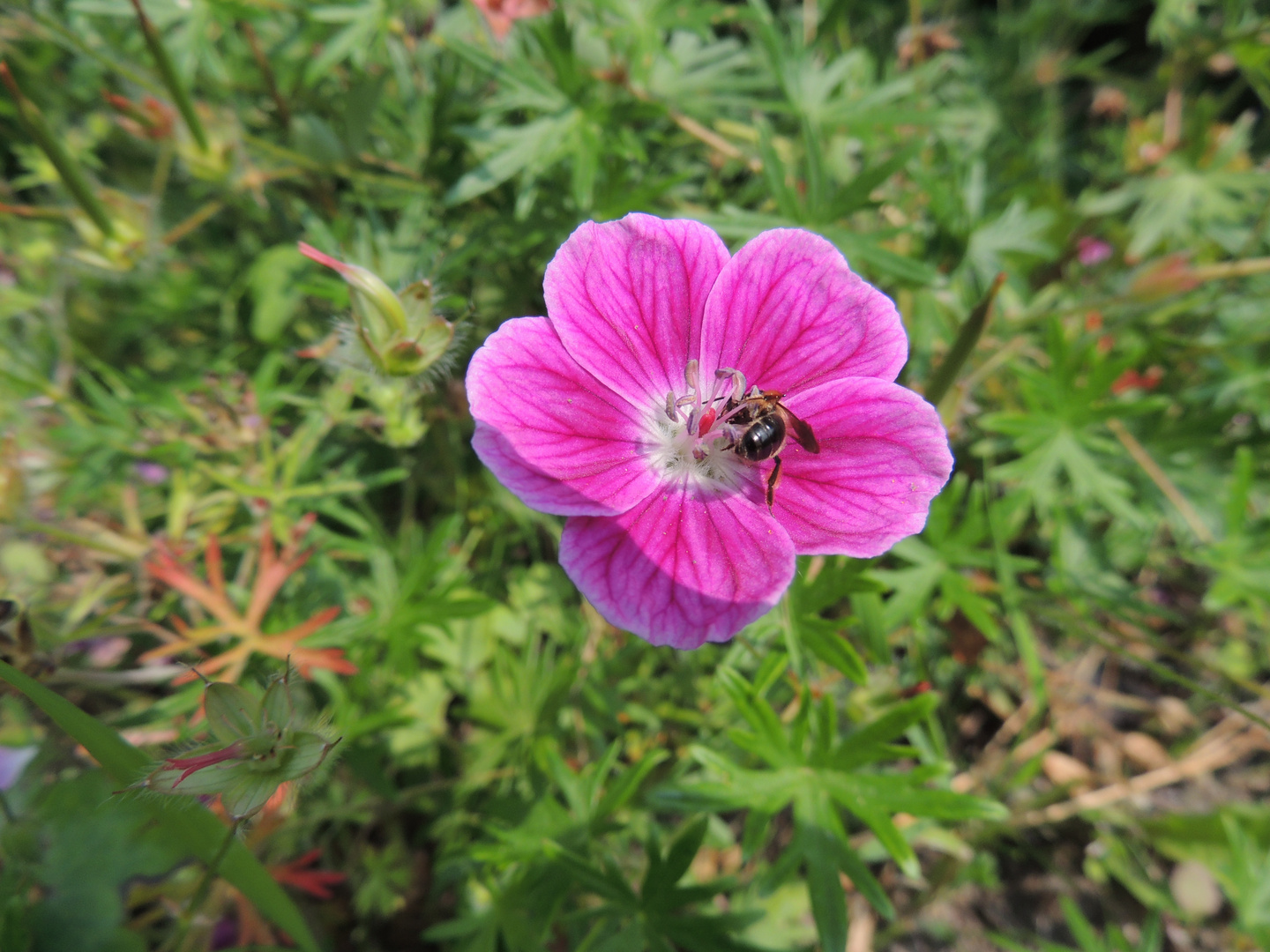 GERANIUM VIVACE