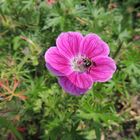 GERANIUM VIVACE