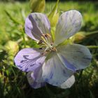 GERANIUM VIVACE BI-COLORE