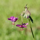 Géranium vivace: floraison automnale.