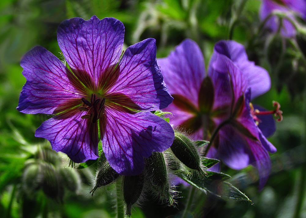 Geranium x Magnificum