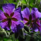 Geranium x Magnificum