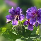 Geranium x magnificum - Pracht-Storchschnabel 'Anemoniflorum'