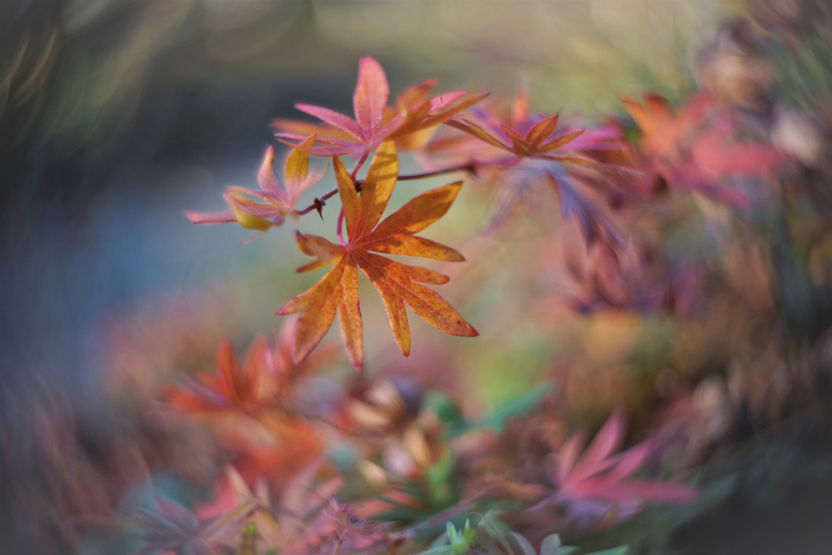 Geraniumblätter im Herbst