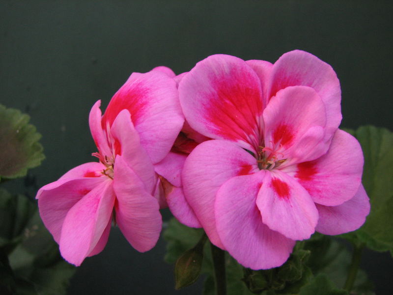 Geraniums