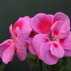 Geraniums