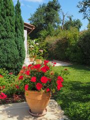 Géraniums et roses