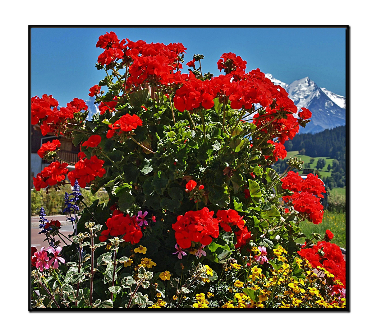 geraniums geants...