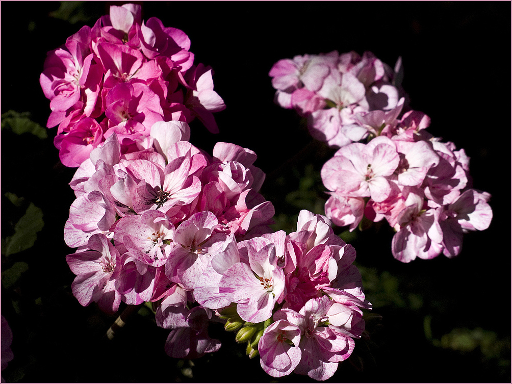 Géraniums roses au soleil 