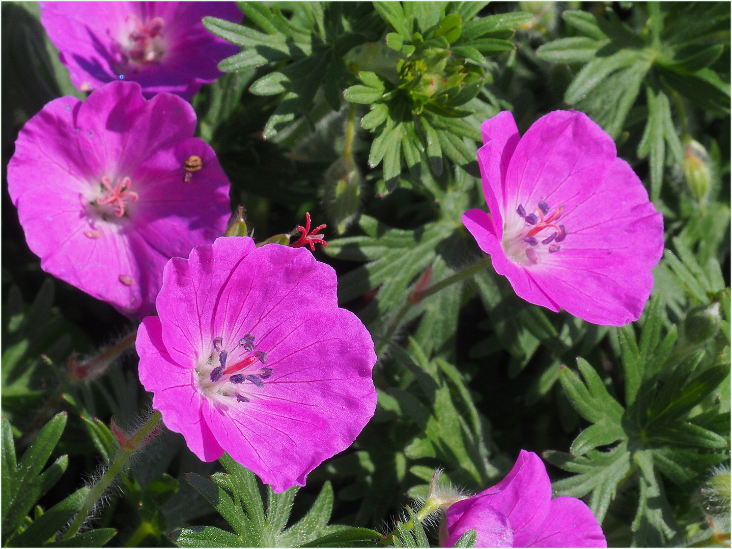 Géraniums vivaces du jardin