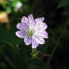 Geranium_versicolor