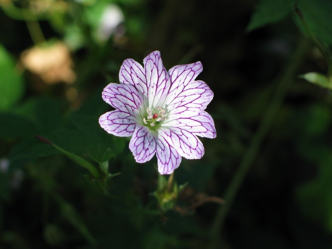 Geranium_versicolor