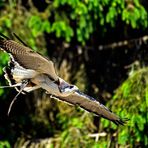 Geranoaetus polyosoma