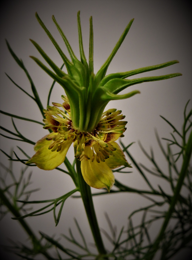 Gerbe Nigella