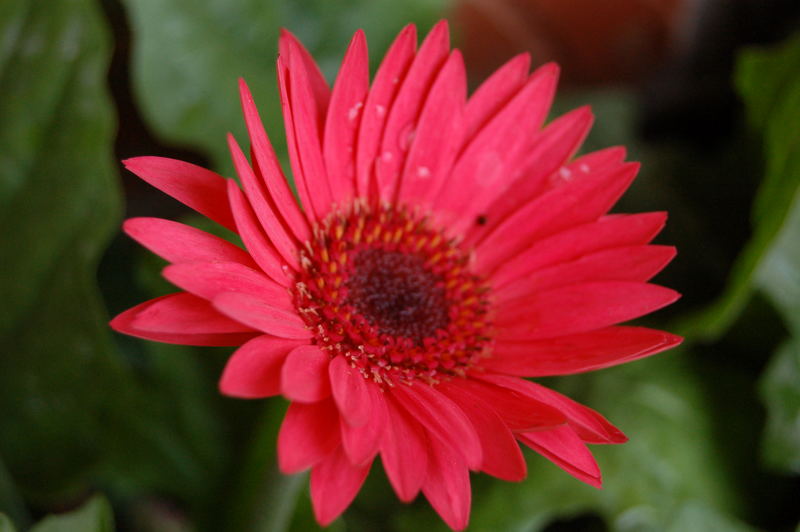 Gerber Daisy