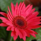 Gerber Daisy