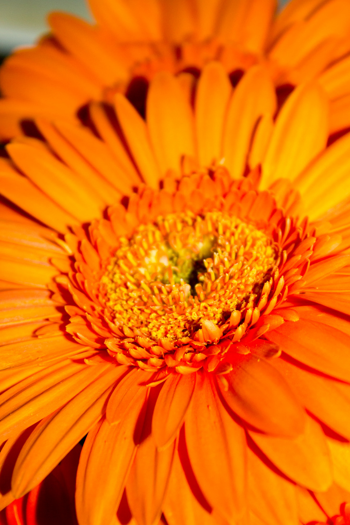 Gerber Daisy's