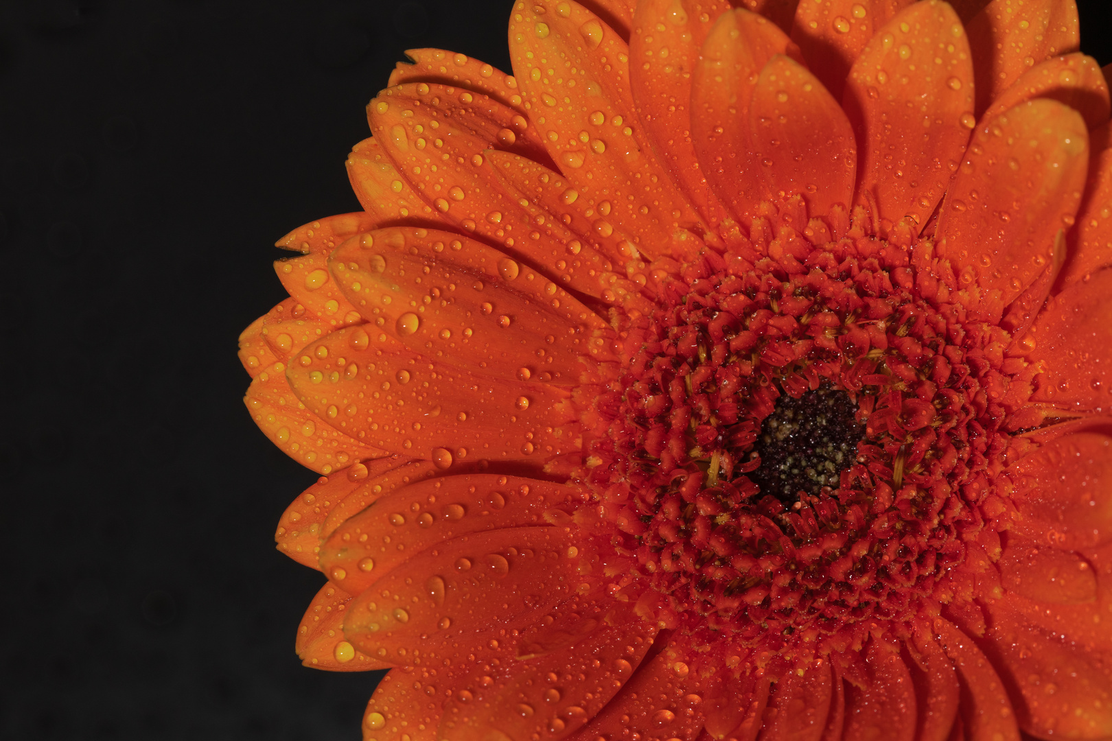 Gerbera 001