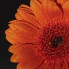 Gerbera 001