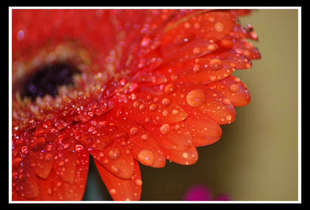 ... Gerbera ...