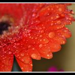 ... Gerbera ...