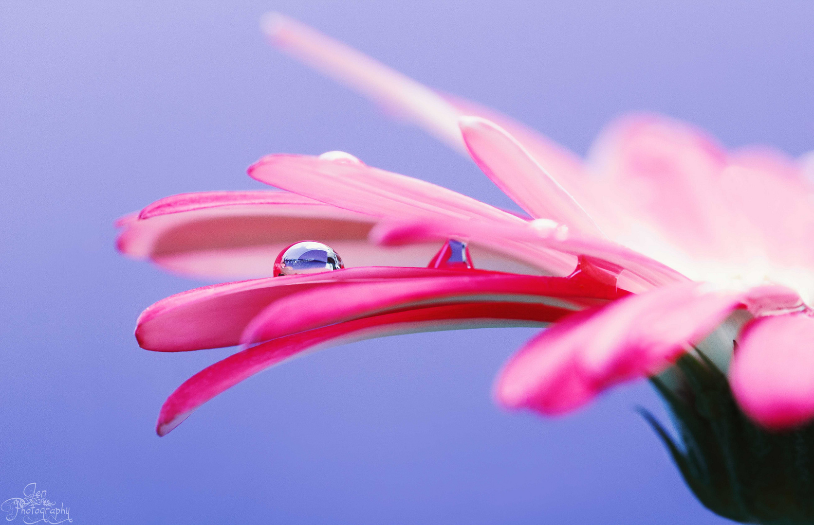 Gerbera