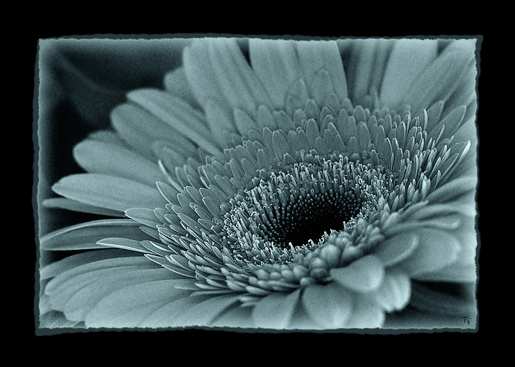 Gerbera