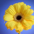 Gerbera 01