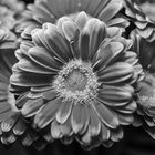 Gerbera 01