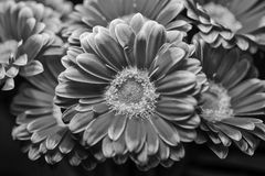 Gerbera 01