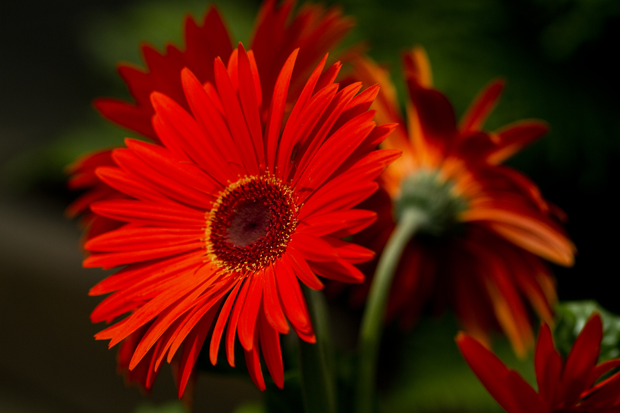 Gerbera