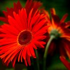 Gerbera