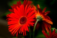 Gerbera