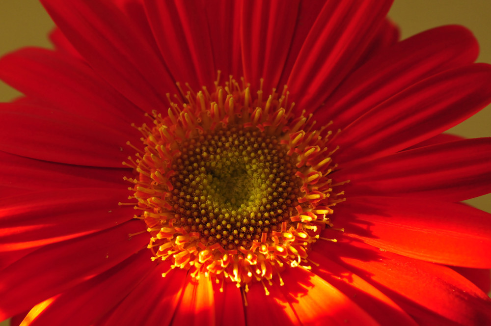 Gerbera