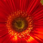 Gerbera