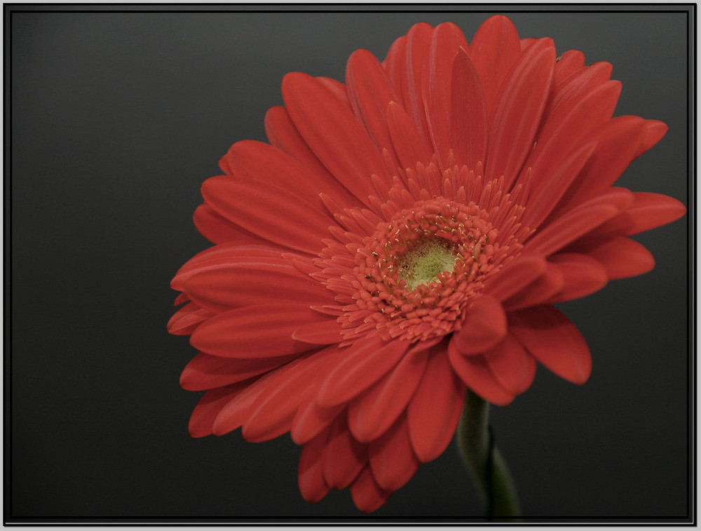 Gerbera