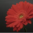 Gerbera