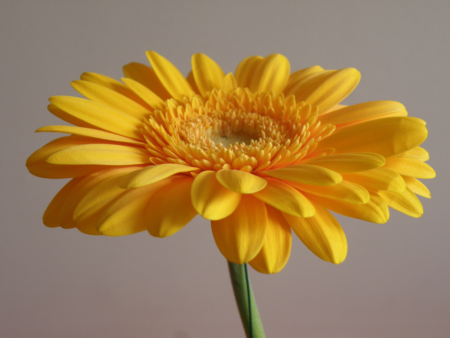 gerbera