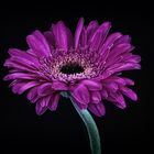 Gerbera 02