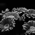 Gerbera 02