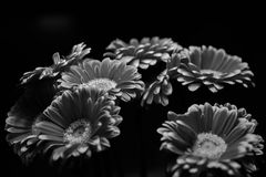 Gerbera 02