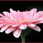 Gerbera