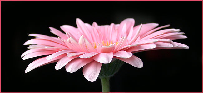 Gerbera