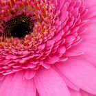 Gerbera