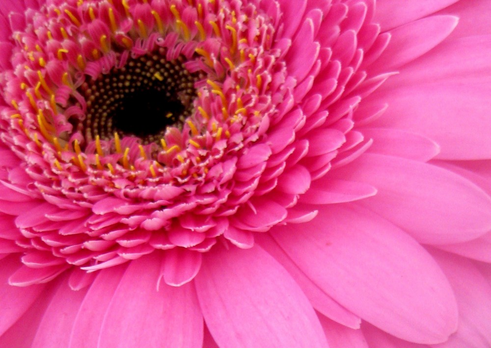 Gerbera von SanKum 