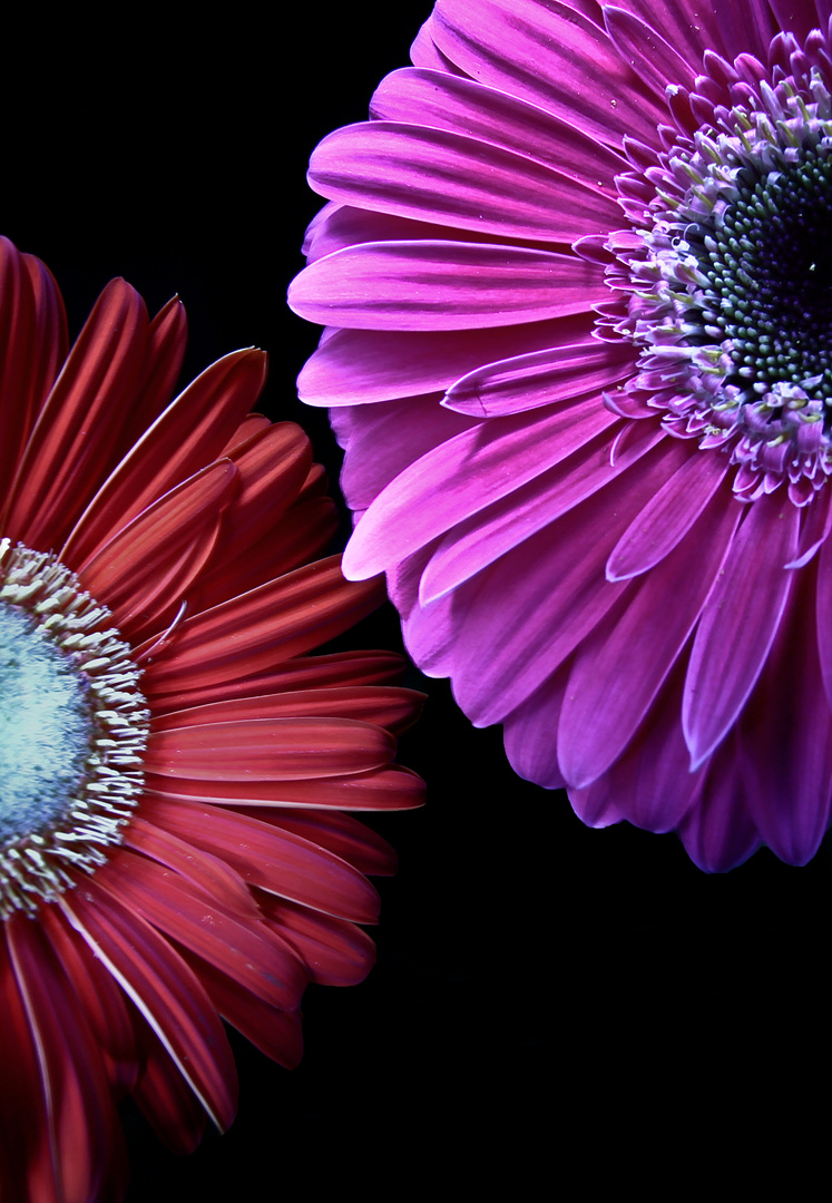 Gerbera