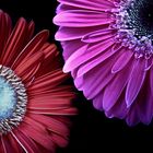 Gerbera