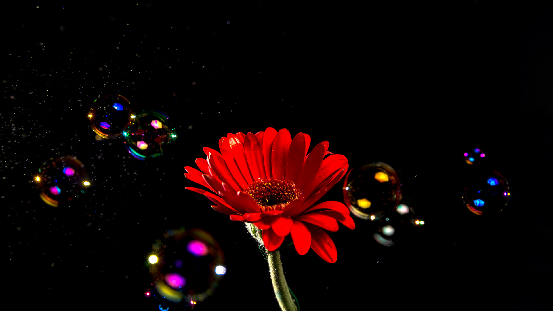 Gerbera