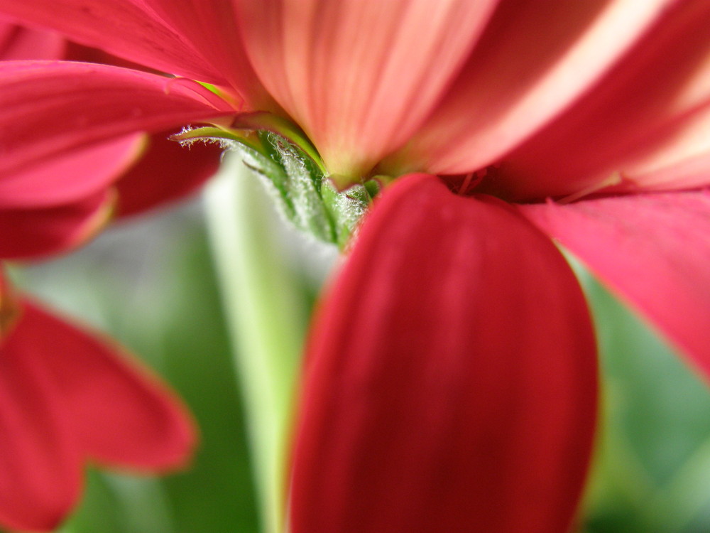 gerbera